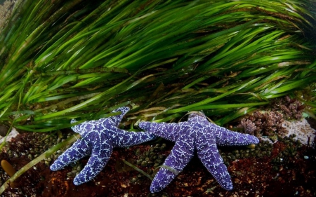 巴西盛產水晶的原因分析