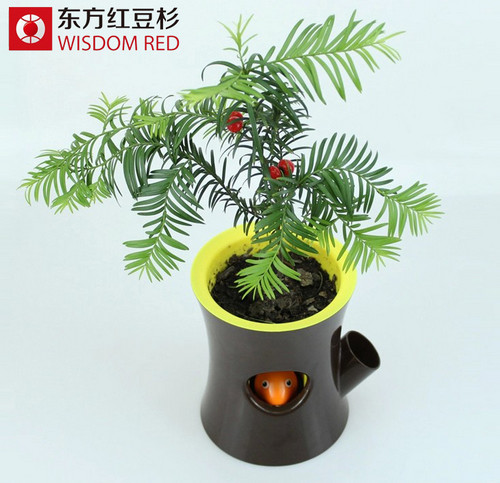 巧用紅豆杉搭配家居風(fēng)格