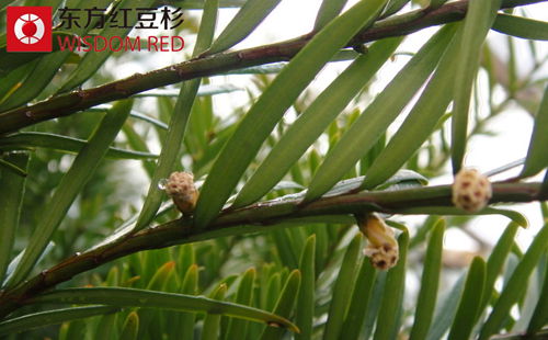 種植紅豆杉有什么溫度要求？