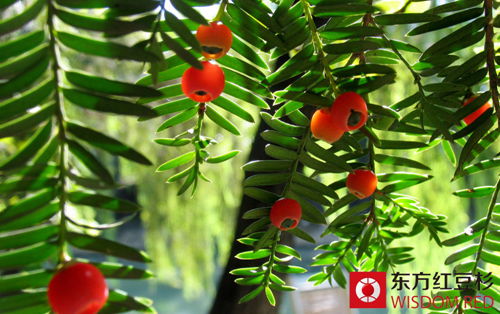 紅豆杉種植如何防治病蟲(chóng)害襲擊?