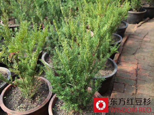 古紅豆杉獲精心呵護 郁郁蔥蔥顯生機