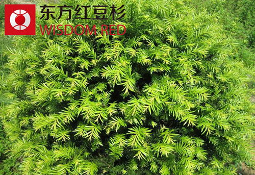 分布在我國的紅豆杉共有哪些類型？