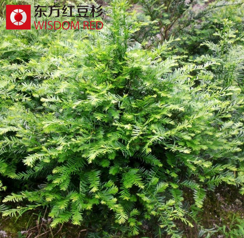 紅豆杉盆景的養殖方法