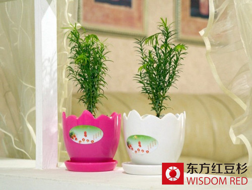 伊思滕打造紅豆杉“綠色銀行”的環保之路