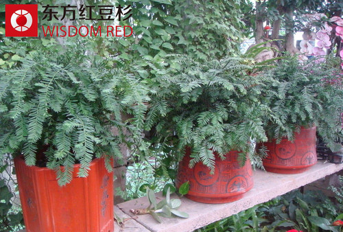 東方紅豆杉播種紫衫醇抗癌新希望