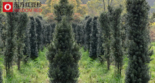 紅豆杉果實為什么能用不能吃？