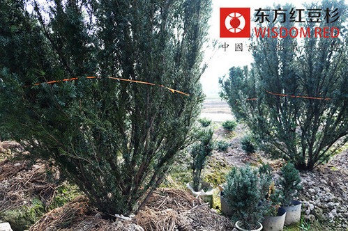 中國紫杉醇生產企業投資價值日漸顯露