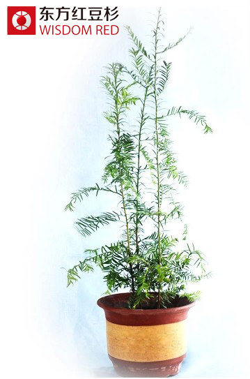 家庭保健缺了什么？紅豆杉盆景純天然空氣凈化器