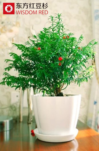 苗木商為何紛紛鐘情于紅豆杉生態市場？