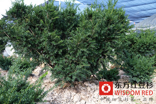 如何實(shí)現(xiàn)紅豆杉的人工種植？