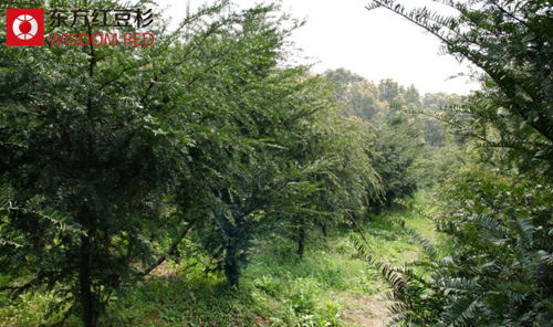 紅豆杉盆景走俏新年花市 價格節節攀升