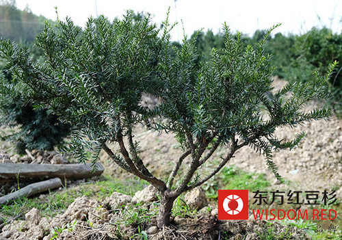 如何做好野生紅豆杉資源經(jīng)營利用管理工作？