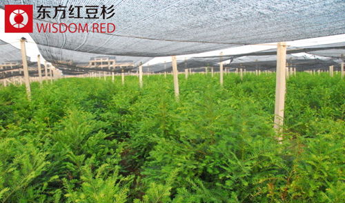 伊思滕告訴您裝修過后為何需要紅豆杉盆景？