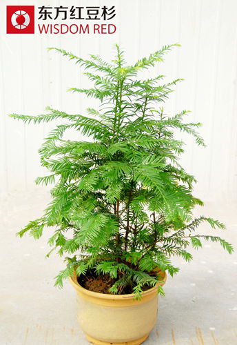 年末綠植市場(chǎng)吹來清新風(fēng)紅豆杉盆景走俏