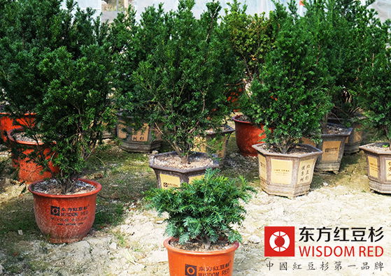 年宵花市黑馬：紅豆杉盆景賣得“火”