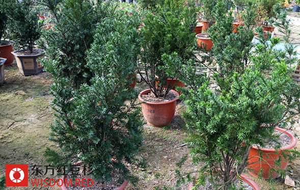 高檔別墅區前滿眼皆是紅豆杉成奇景！