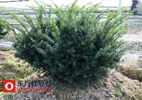 紅豆杉盆景的養護解析