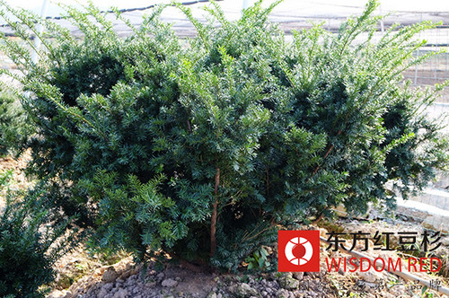 南方紅豆杉養護需知