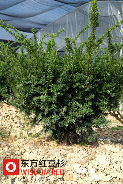 紅豆杉的功效、作用、價值全面詳解