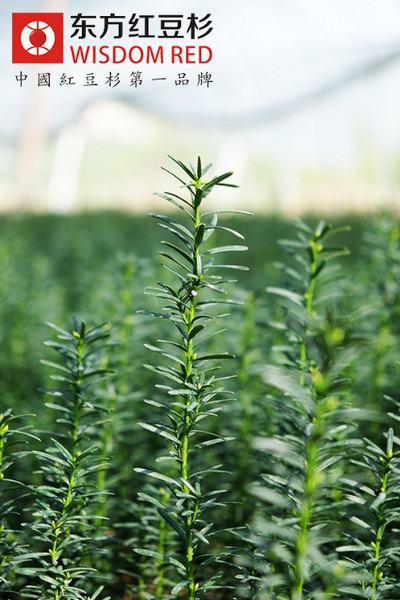 紅豆杉抗癌不是用水煮一煮這么簡單