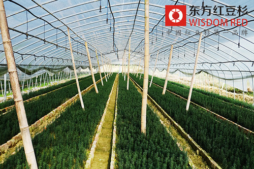 伊思滕紅豆杉的十大功效作用與特點(diǎn)