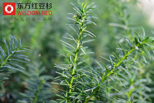 中國境內(nèi)分布著哪些紅豆杉？