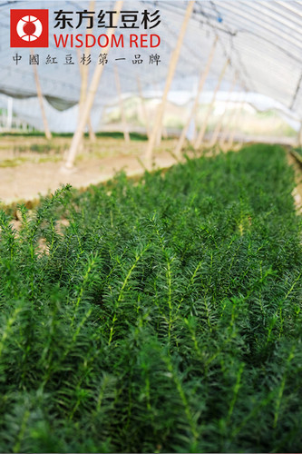 紅豆杉酒的功效與作用