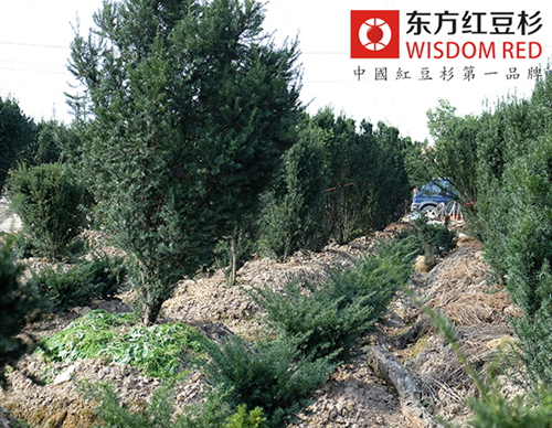 75歲老人應義植種紅豆杉抗病魔