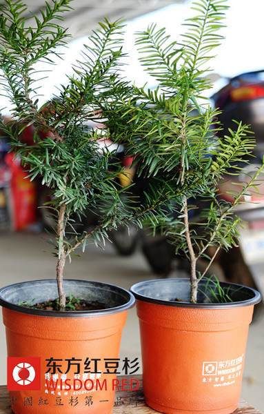 紫衫樹(shù)香味有哪些神奇功效？