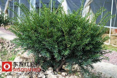 罕見“雌雄同枝”南方紅豆杉在江西發現