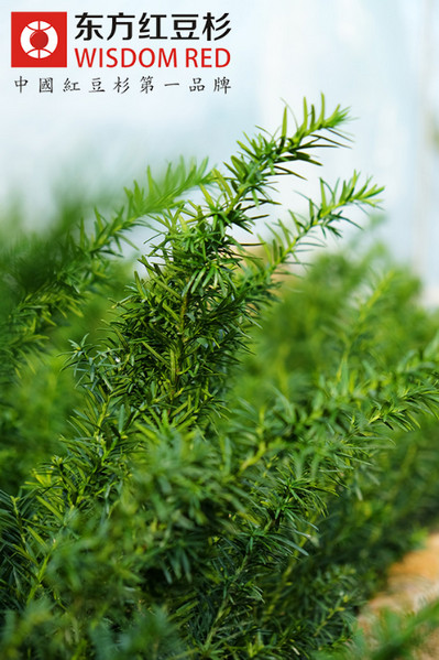紅豆杉盆景修枝整型技巧