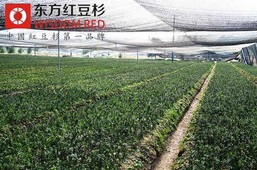 曼地亞紅豆杉投資收益前景分析