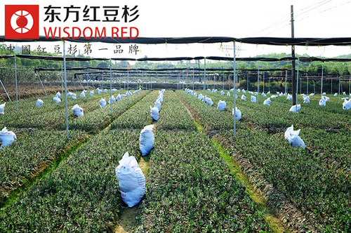 “紅豆杉”凈化空氣顯奇效