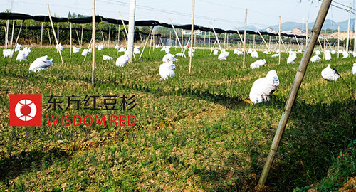 紅豆杉為何屢遭“毒手”？價值高是主因