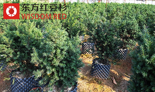 紅豆杉成為農(nóng)民致富的新途徑