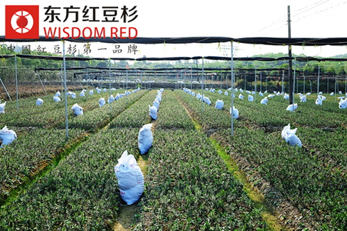 庭院綠化選多少高的紅豆杉種苗栽種好？