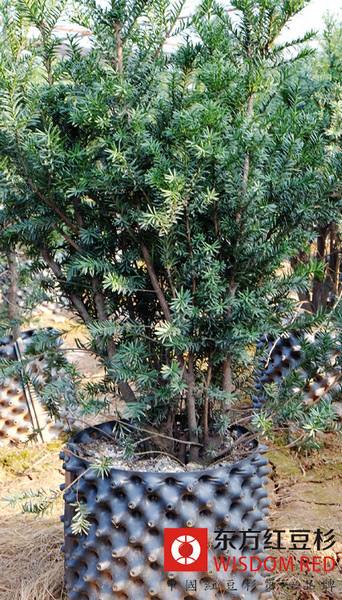 穹頂之下多種樹 紅豆杉與你一起對抗霧霾