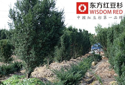 道路兩旁種上紅豆杉能否吸附汽車尾氣？