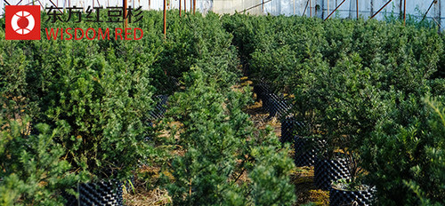 紅豆杉盆景的養護方法