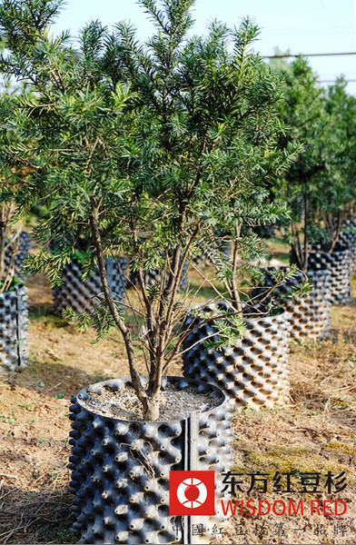 紅豆杉的繁殖方法有哪些？