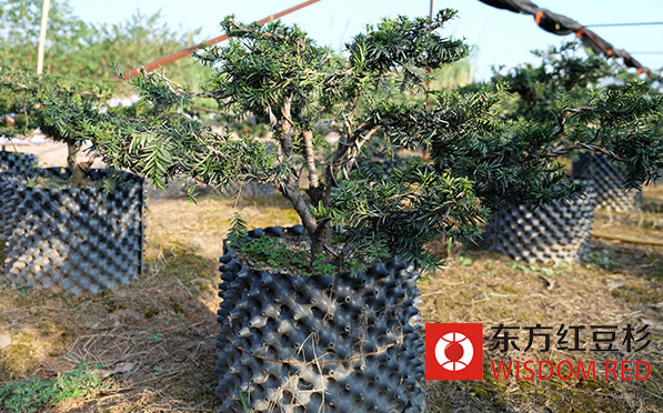 紅豆杉的經(jīng)濟(jì)價(jià)值及保護(hù)措施