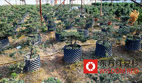 紅豆杉：悲喜兩重天的尷尬境地