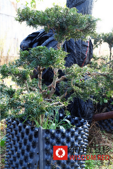 梅州“產(chǎn)”紅豆杉獲國(guó)家林業(yè)局保護(hù)認(rèn)證