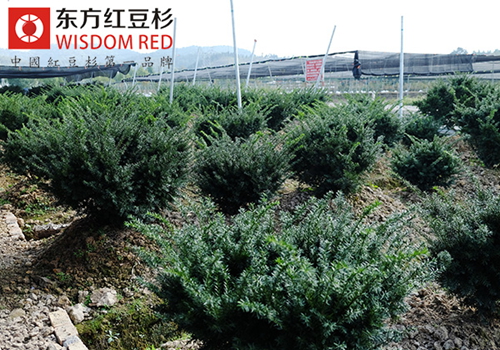 紅豆杉究竟有何魅力在國際市場頻獲青睞？