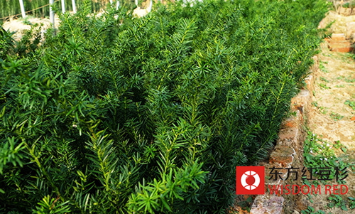 種植紅豆杉，他帶著村民走上了致富道路