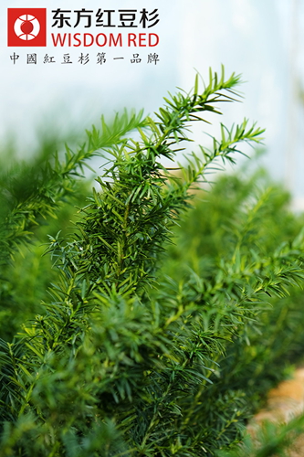 在滇西北偷剝和販賣紅豆杉樹(shù)皮為何如此猖獗？