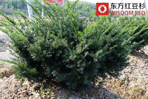 七旬老人成功攻克紅豆杉種植難題 換來(lái)茵茵綠意