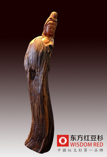 紅豆杉當茶喝小心中毒