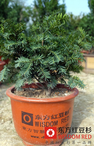 紅豆杉培育技術與紅豆杉價格之間的關系